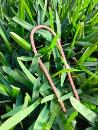 Image 5 of Wild Copper Roots