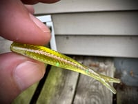 Image 4 of 2” Tracer Shad’s - SOLAR MELONS