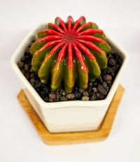 Image 2 of Red/Green Fused Succulent in Hexagon pot