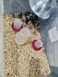 Image 2 of Snowflake Chicks