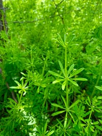 Image 2 of Cleavers Tincture