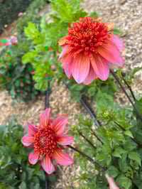Image 1 of Totally Tangerine - Anemone Type