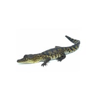 Morelet’s Crocodile