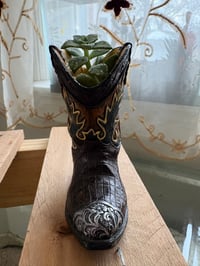 Image 3 of Ghost Echeveria in Cowboy Boot 
