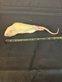 Image 1 of Large Rats 