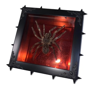 Image of Spiked Metallic Red Spider 