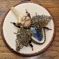 Image 1 of Butterfly beetle (b, 4 inches)