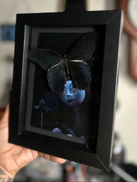 Sally butterfly