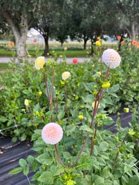 Image 2 of Small World - Pom Pom Type