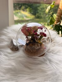 Image 3 of Glass Cork Cloche No. I