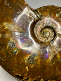 Image 7 of Large Purple Iridescent Ammonite Fossil #2443