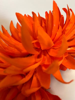 Image of Orange chrysanthemums