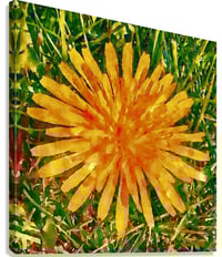Image 2 of Pop of Sun