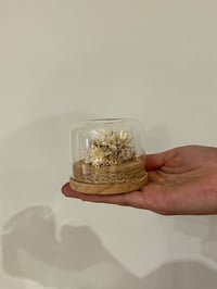 Image 3 of Mini Glass Flower Dome - White & Gold