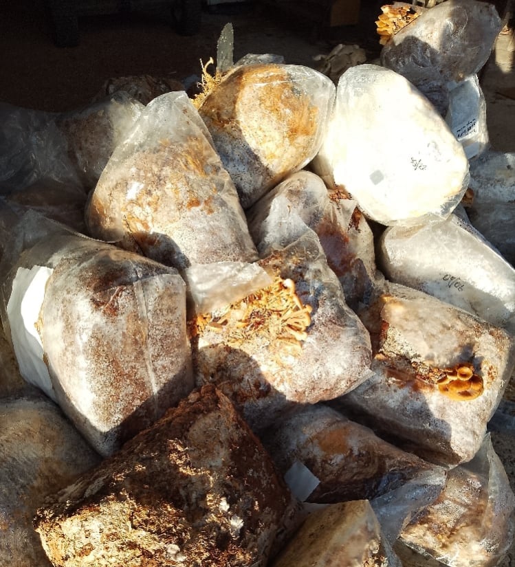 Image of Gourmet Mushroom Compost Blocks, with free local delivery - 10 blocks = 30-40kg total