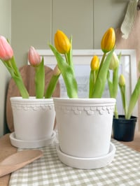 Image 2 of Potted Tulips ( Set or Singles )