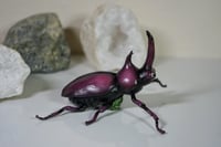 Image 3 of Japanese Rhino Beetle