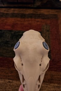 Image 5 of Deer Skull Antler Mount 8 inches