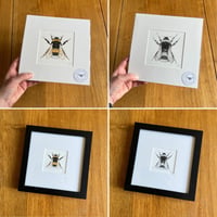 Bumblebee - Mounted/Framed Giclee Print.
