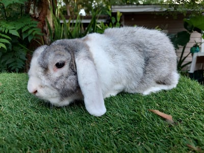 Image of Seymour (M)