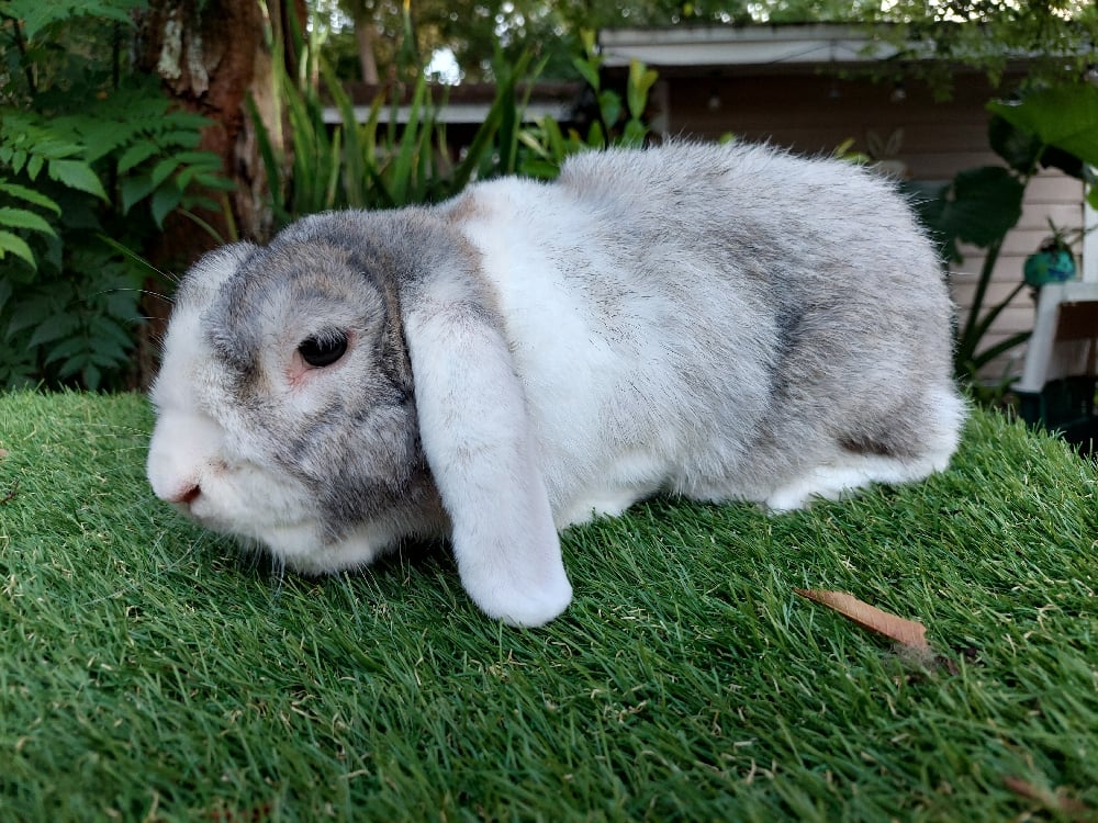 Image of Seymour (M)