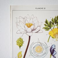 Image 8 of Planches De Botanique Colorées.