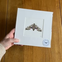 Eyed Hawk Moth Giclee Print