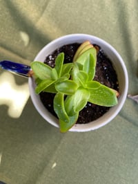 Image 2 of Campfire Plant in Anthropologie Bulldog Mug