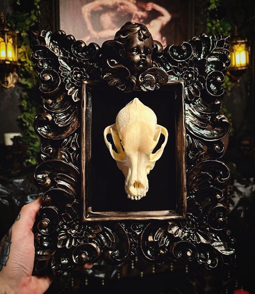 Image of Canine Skull Framed 