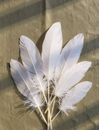 Image 2 of Natural White Feathers