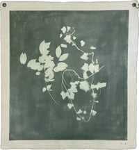 Image 1 of Ivy