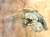 Image of Goat skull study