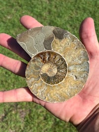 Image 4 of Ammonite Fossil Pair | Madagascar #2896