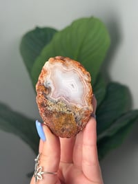 Image 1 of MOSSY PEACH LAGUNA AGATE