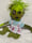 Image of Gurken, Scrappy Green Zombie
