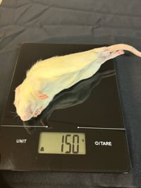 Image 2 of Large Rats 