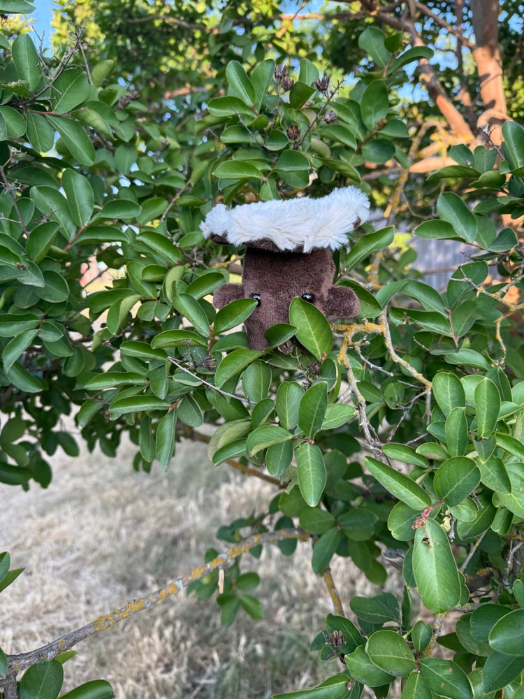 Image of shroomie baby