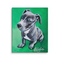Image 1 of Shorty Pit Bull