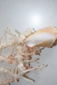 Image 3 of Coral & Shell Necklace