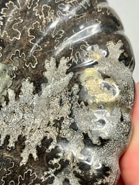 Image 5 of Black Ammonite Fossil With Pyrite #2439