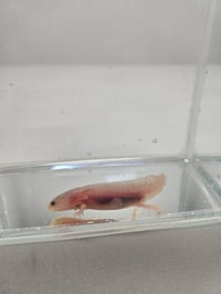 Image 3 of Chris P. Bacon