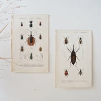 Image 2 of Illustration Ancienne Insectes