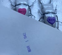 Image 4 of Conversation Heart Beetles 