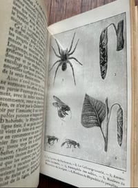 Image 11 of La vie des insectes de J-H. Fabre, 1935!