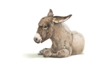 Image of 'Clover' Limited Edition Print