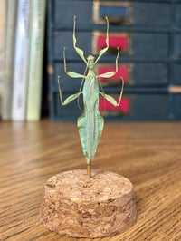 Image 4 of leaf insect jar