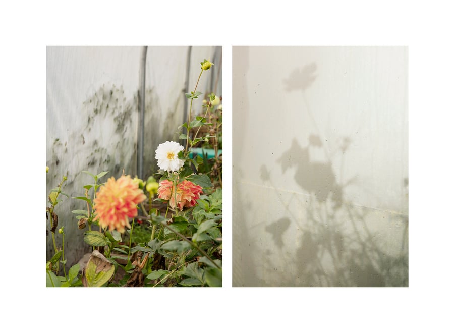 Image of Polytunnel Flowers #2