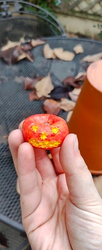 Image 2 of Two Halloween pumpkins