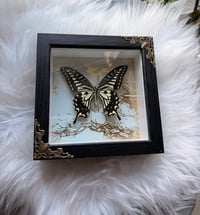 Image 4 of Gilded Swallowtail 
