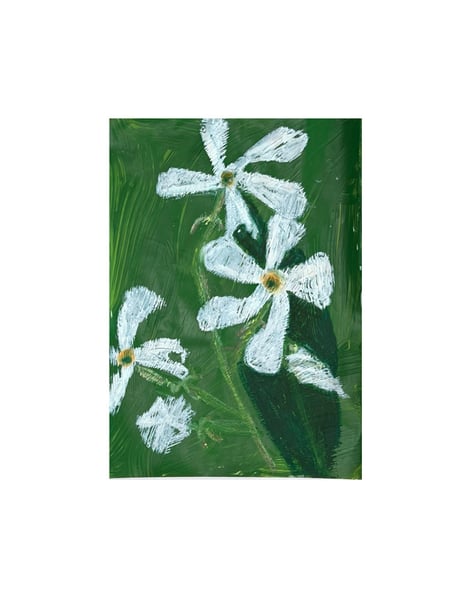 Image of Jasmin étoilé - 1 inflorescence (3)
